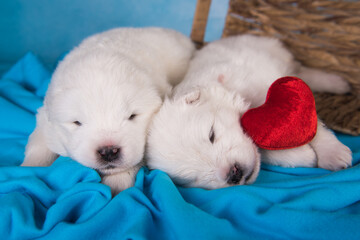 Two White fluffy small Samoyed puppies dogs are on blue