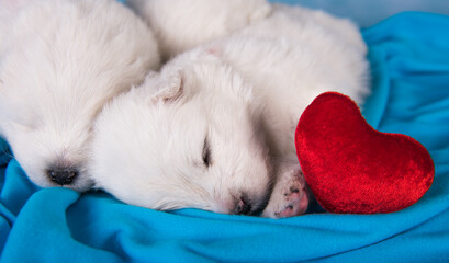 Two White fluffy small Samoyed puppies dogs are on blue