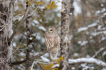 Barred owl in snowy perch