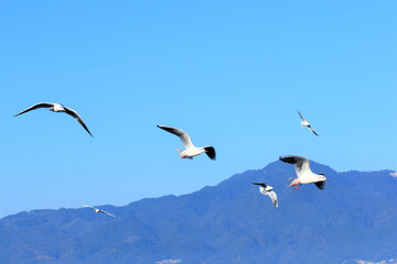 百合鴎､ユリカモメ、ゆりかもめ、Black-headed Gull,Larus ridibundus、渡り鳥