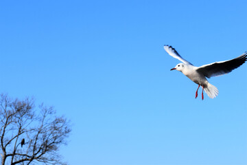 百合鴎､ユリカモメ、ゆりかもめ、Black-headed Gull,Larus ridibundus、渡り鳥