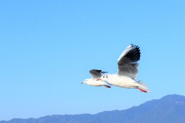 百合鴎､ユリカモメ、ゆりかもめ、Black-headed Gull,Larus ridibundus、渡り鳥