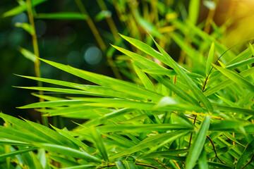green bamboo leaves have space for text or backgrounds.