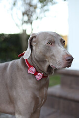 Weimaraner grey dog 