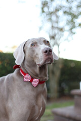 Weimaraner grey dog 