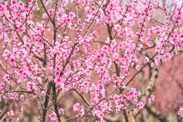 Peach trees in pink flowers. Selective focus.