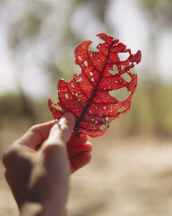hand holding red leaf