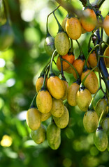 Orange, yellow and green fruits of the Australian native shrub, the Kangaroo Apple, Solanum laciniatum, family Solanaceae. Also called the Bush Tomato. Endemic to temperate regions of SE Australia