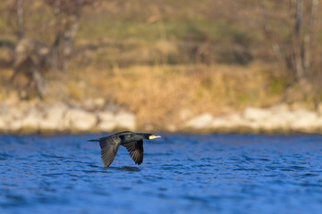 A great cormorant in flight on a sunny day in winter