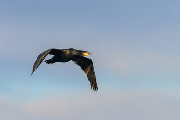 A great cormorant in flight on a sunny day in winter