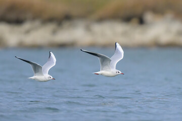 A pair of black headed gulls in flight