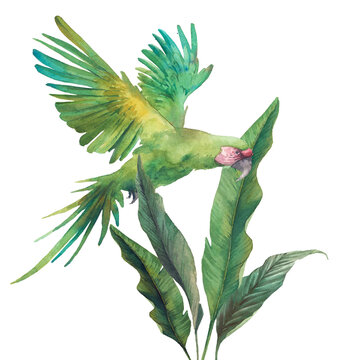 Watercolor green parrot artwork. Hand drawn tropical card design with exotic leaves and branches isolated on white background. Ara Macaw bird and banana leaves