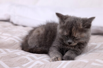 Fototapeta na wymiar Cute fluffy kitten sleeping on soft bed