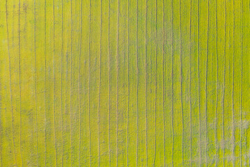 Aerial top view of fresh paddy rice, green agricultural field in countryside or rural area in Asia. Nature landscape background.