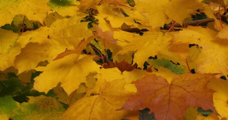 Foliage of platanus , Autumn season, France