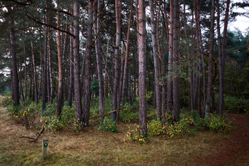 Westerheide heathland in Hilversum, Netherlands