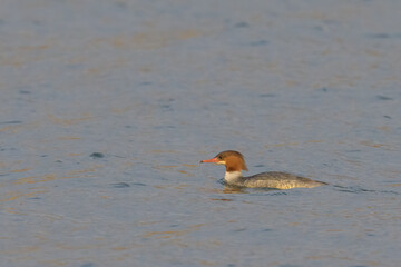 A common merganser swimming on a pond