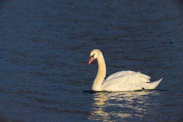 A mute swan swimming on a pond