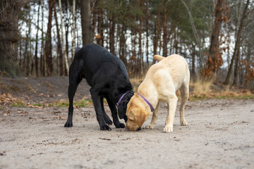 Samen snuffelen