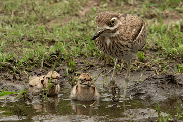 thick knee bird with chicks in water
