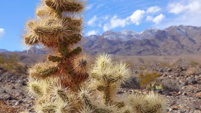 Silver cholla (Cylindropuntia echinocarpas) in Cholla Cactus Garden, California, USA