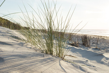 Dünengras am Strand