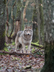 Naklejka na ściany i meble Loup gris dans une forêt