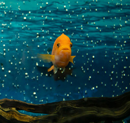 A Yellow Cichlid Fish With a Charming Face. Film Grain Effect. The Concept of Comfort at Home.