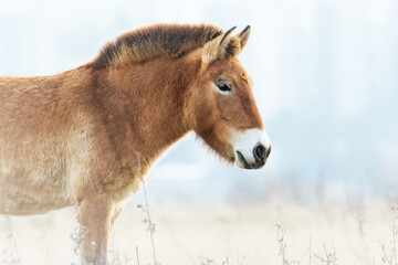 Przewalski's horse (Equus przewalskii or Equus ferus przewalskii), beautiful rare endangered horses in a pasture in the morning. Wildlife scene from nature, Hustai National Park, Mongolia