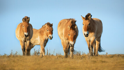 Przewalski's horse (Equus przewalskii or Equus ferus przewalskii), beautiful rare endangered horses...