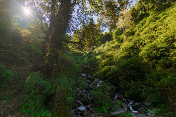 Fototapeta na wymiar Sun rises behind a tree in Garhwal forest, Uttarakhand, India. A small river in foreground.