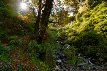 Sun rises behind a tree in Garhwal forest, Uttarakhand, India. A small river in foreground.