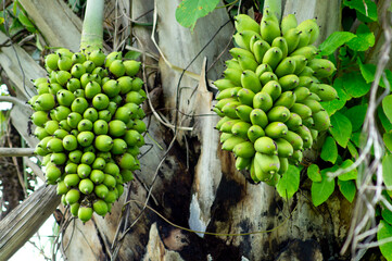 Macauba palm tree green fruit