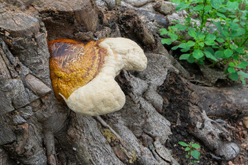 Polyporous fungus, a common fungus on old tree trunk. Howrah, West Bengal, India. - obrazy, fototapety, plakaty