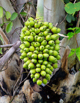 Macauba palm tree green fruit