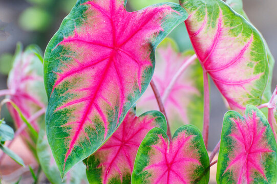 Patabahar or patabahari plant, plant with beautiful colourful leaves India . Shot at Howrah, West Bengal, India