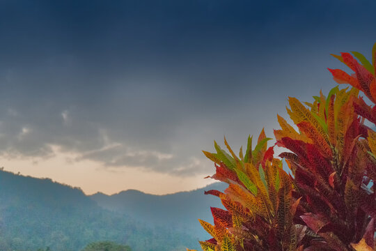 Red Colourful leaves of a tree with blue sky and mountains in the background with copyspace - scenic beauty of Dooars, West Bengal , India