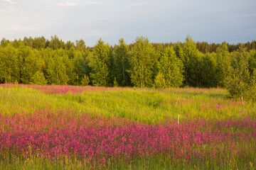 Fototapeta na wymiar Chamaenerion (Ivan Chai) meadow field with pink purple flowers surrounded by green grass, forest with green trees foliage in background. Countryside in Russia