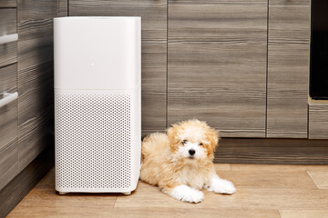 Maltipoo puppy is lying on the floor near the air purifier in the kitchen