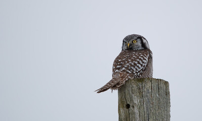 Northern Hawk owl on perch