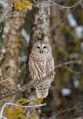 Barred owl in snowy perch