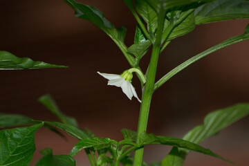 Flowering and fruiting stage of green pepper (Capsicum annuum L) cultivated in Brazil.
