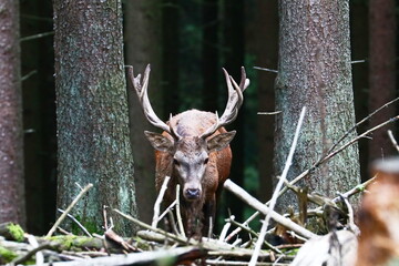 junger Hirsch im Wald
