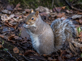 squirrel eating nut