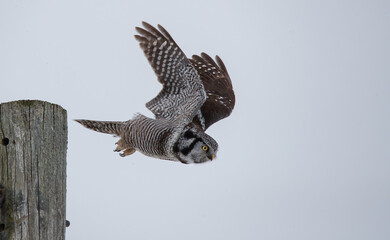 Northern Hawk owl on perch