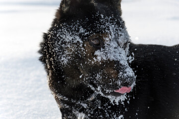 A black dog on a winter walk in the forest. The dog is looking at something. Stuck out her pink tongue. Her muzzle is in the snow.
