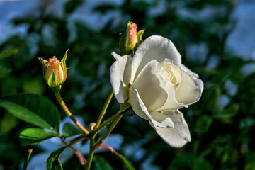 Flower and buds of a white rose closeup on a blurred green background. Selective focus