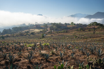 Campo de agaves para hacer tequila en las montañas de Jalisco México.