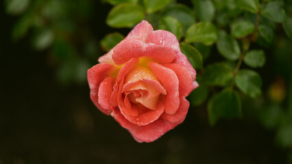 Rose garden. Beautiful blooming bush pink roses in lush greenery. Rose flower outdoor shot image. Roses for Valentine Day.
