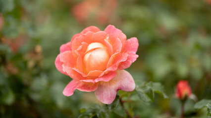 Rose garden. Beautiful blooming bush pink roses in lush greenery. Rose flower outdoor shot image. Roses for Valentine Day.